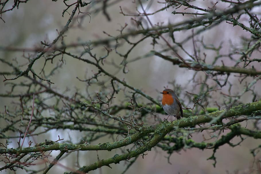 nero, arancia, uccello, in piedi, ramo di un albero, rosso, grigio, pettirosso, albero, arroccato, seno rosso, ramo, animale, temi animali, vertebrato, animali allo stato selvatico, fauna selvatica, appollaiati, pianta, un animale, giorno, concentrarsi sulle conoscenze acquisite, nessuno, natura, messa a fuoco selettiva, albero nudo, all'aperto, Inquadratura dal basso, bellezza nella natura, 5K