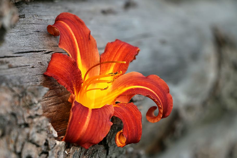 lilje, flamme, ild, træ, brænde, blomst, ild, træ, balance beam, mærke, ingen mennesker, rød, udendørs, natur, tæt på, skønhed i naturen, plante, orange farve, sårbarhed, blomstrende plante, skrøbelighed, blomsterstand, kronblad, blomsterhoved, fokus på forgrunden, friskhed, vækst, dag, selektiv fokusering, pollen, 2K