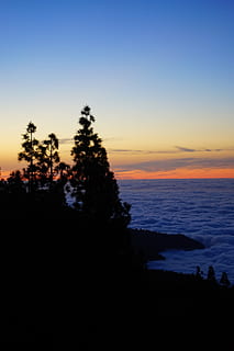 západ slunce, dosvit, mraky, nebe, selva námořní, tenerife, Kanárské ostrovy, stromy, koruny stromů, silueta, scén, Příroda, klidné scény, krása v přírodě, scenics - příroda, klid, strom, voda, nikdo, rostlina, moře, kopie prostor, horizont, přistát, idylický, mrak - nebe, oranžová barva, venku, 5K, CC0, veřejná doména, bez autorských práv