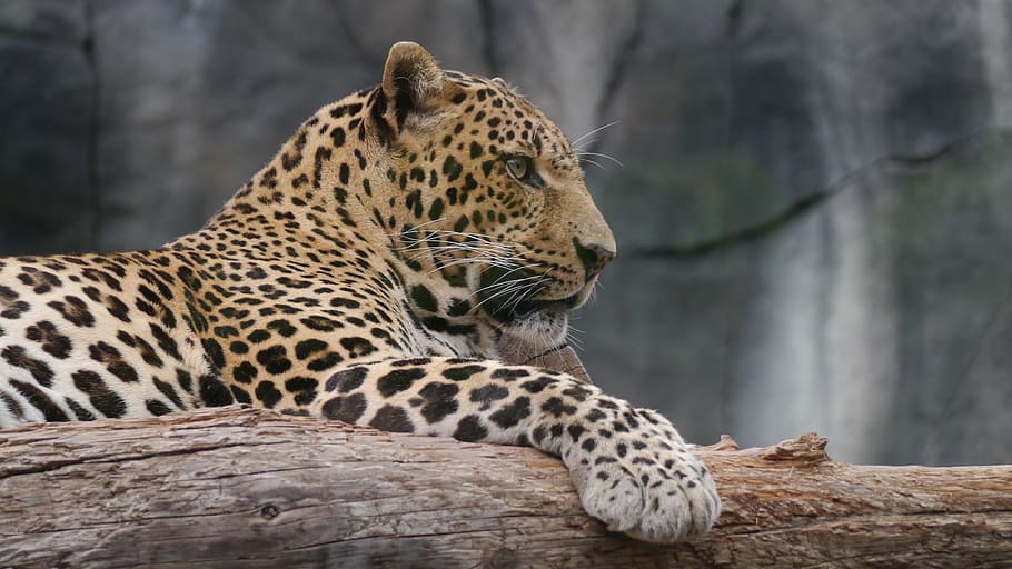 Foto, braun, Leopard, Baumstamm, tagsüber, edel, Katze, Tierwelt, undomestizierte Katze, Afrika, Tier, große Katze, Tiere in freier Wildbahn, Säugetier, Natur, Safaritiere, Fleischfresser, katzenartig, gefährdete Spezies, Achtung, Wildnisgebiet, groß, beschmutzt, Tierthemen, ein Tier, Baum, Fokus auf den Vordergrund, keine Leute, Wirbeltier, Zoo, Holz - Material, Rock, draußen, Whisker, 4K