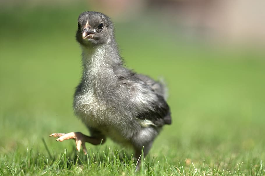seletivo, foto de foco, cinzento, pintinho, caminhando, verde, Campo de grama, frango, Páscoa, animais selvagens, natureza, Reino animal, exterior, pequeno, grama, temas animais, animal, pássaro, um animal, vertebrado, animais em estado selvagem, plantar, dia, cor verde, terra, pássaro jovem, animal jovem, ninguém, campo, focar em primeiro plano, fechar-se, ao ar livre, 2K