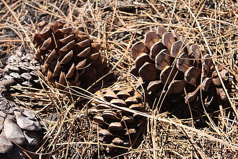 Kiefer, Gras, Ananas, trocken, Natur, Herbst, Textur, Holz, Bäume, Blätter, braun, Wald, Samen, Vegetation, Obst, Pflanze, Sonnenlicht, Tag, keine Leute, Land, High Angle View, Nahansicht, Tannenzapfen, draußen, Feld, Zweig, Wachstum, Tiere in freier Wildbahn, Tier, Tierwelt, Hintergründe, getrocknet, 2K, CC0, gemeinfrei, lizenzfrei