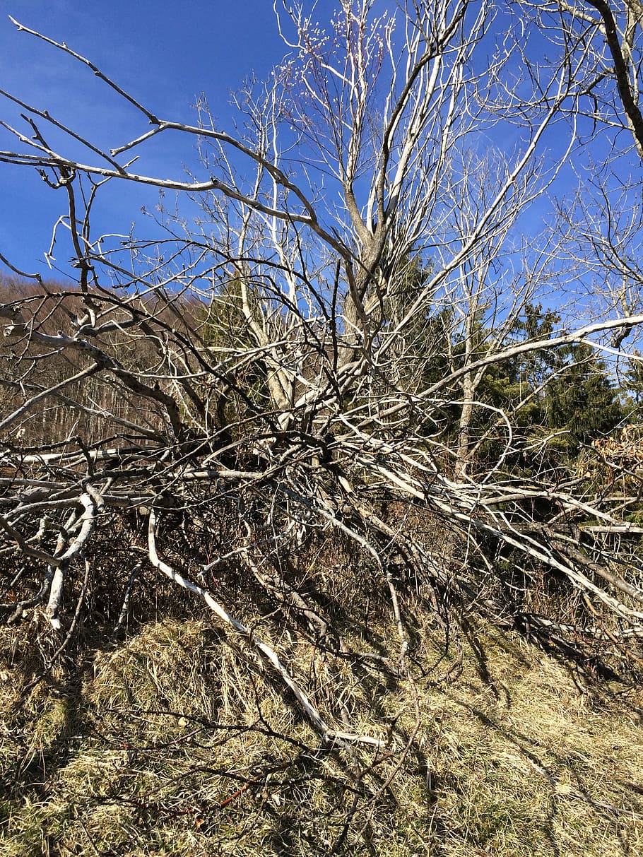 arbre mort, arbre, naturalesa, sec, fusta, mort, trencat, estètic, planta morta, fusta morta, registre, sequera, planta, cel, branca, arbre nu, cap gent, tranquil·litat, dia, terra, bellesa a la natura, vista d’angle baix, cel clar, llum solar, a l'aire lliure, creixement, escenics - natura, escena tranquil·la, escena no urbana, camp, clima àrid, 2K