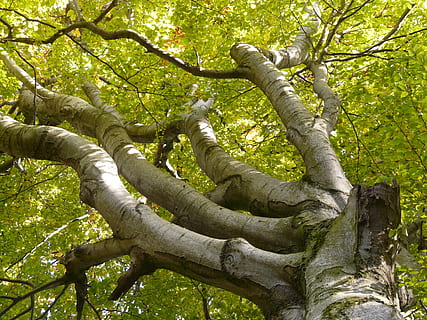 fag, copac, estetic, masiv, puternic, coroană, fagus sylvatica, Foioase, plantă, vedere unghiulară joasă, creştere, natură, trunchi de copac, trompă, ramură, zi, pădure, teren, frumusețe în natură, liniște, nici o persoana, Culoarea verde, în aer liber, lumina soarelui, artă și sculptură, parte a plantelor, creativitate, 2K, CC0, domeniu public, fără drepturi de autor