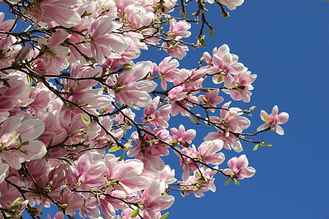 pink, flowers, clear, blue, sky, spring break, march madness, spring forward, spring bloom, flowering tree, how to photograph flowering trees, pink bloom, magnolia flowers, flower, fragility, beauty in nature, pink color, blossom, tree, nature, springtime, branch, growth, plant, flowering plant, vulnerability, freshness, low angle view, petal, day, close-up, clear sky, no people, cherry blossom, outdoors, flower head, cherry tree, spring, 5K, CC0, public domain, royalty free