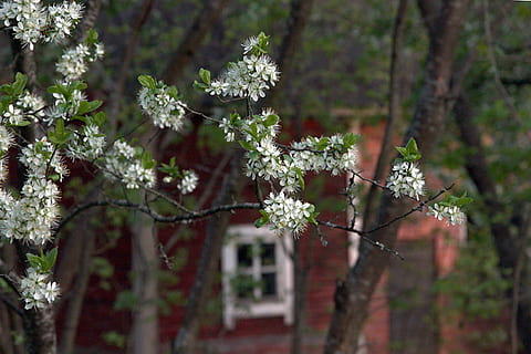 lato, Chata, okno, drzewo, Czeremcha, kwiaty czeremchy, fiński, budynek, czerwony, stary budynek, roślina, kwiat, roślina kwitnąca, Natura, piękno natury, wzrost, dzień, skupić się na pierwszym planie, na dworze, żadnych ludzi, wylądować, las, część rośliny, liść, świeżość, jedzenie i picie, botanika, Oddział, kruchość, drzewo iglaste, 1080P, CC0, domena publiczna, darmowe zdjęcia