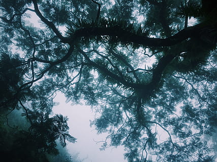 nature, sky, clouds, dark, air, branches, day, daylight, environment, foggy, natural, outdoor, scenic, silhouette, skylight, sunlight, tree, vegetation, woods, plant, beauty in nature, branch, tranquility, low angle view, growth, no people, forest, land, tranquil scene, outdoors, scenics - nature, trunk, non-urban scene, tree trunk, tree canopy, directly below, 2K, CC0, public domain, royalty free