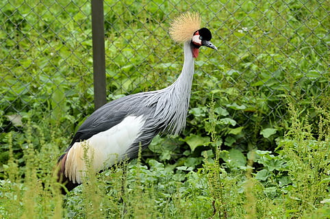 kran, kronet, fugl, fly, vinger, fjær, dyreliv, nebb, vill, dom, utendørs, avian, majestetiske, skapning, villmark, natur, pattedyr, virveldyr, dyr, dyre temaer, ett dyr, dyr i naturen, grønn farge, anlegg, vekst, ingen folk, land, dag, felt, kranfugl, stående, sidevisning, zoologi, dyrehals, 1080P, CC0, offentlig domene, opphavsrett gratis