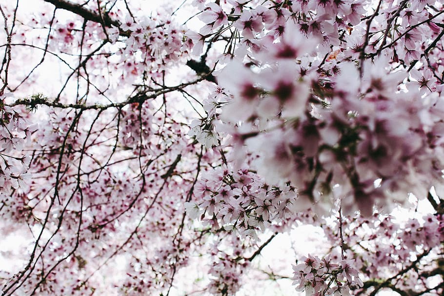 flors de flors de cirerer, tancar, fotografia, porpra, cirera, flors, florir, flor, blosson, primavera, arbre, flor de cirerer, arbre de flor de cirerer, branca, rosa, pètal, cel, naturalesa, humor, brillant, blanc, florint, color rosa, planta, planta amb flors, fragilitat, creixement, bellesa a la natura, frescor, vulnerabilitat, vista d’angle baix, cap gent, cirerer, dia, botànica, a l'aire lliure, cap de flor, flor de pruna, Ram de flors, 5K