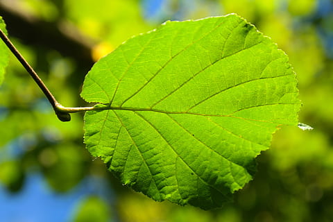 foglia, luce posteriore, nocciola, verde, foglia di nocciola, nocciola comune, corylus avellana, noce, serra di betulle, Betulaceae, cespuglio, colore verde, avvicinamento, natura, pianta, messa a fuoco selettiva, parte vegetale, concentrarsi sulle conoscenze acquisite, crescita, vena fogliare, giorno, bellezza nella natura, nessuno, all'aperto, albero, modello naturale, la tranquillità, freschezza, le foglie, vulnerabilità, 5K, CC0, dominio pubblico, privo di copyright