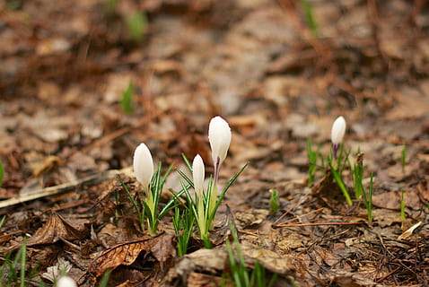 azafrán, primavera, jardín físico, flora, las flores, flor, floración, brote, verduras, flor de jardin, planta ornamental, blanco, fragilidad, el color blanco, belleza en la naturaleza, vulnerabilidad, tierra, naturaleza, planta, frescura, de cerca, crecimiento, nadie, campanilla de febrero, planta floreciendo, centrarse en primer plano, pétalo, día, campo, hoja, enfoque selectivo, cabeza de flor, 4K, CC0, dominio público, libre de derechos