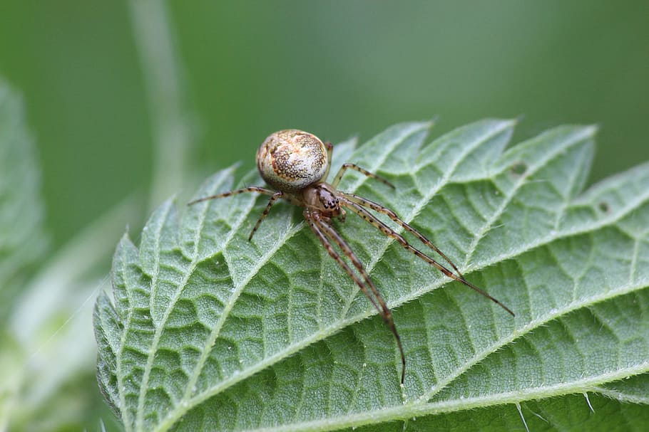 Spinne, Spinnentier, Blatt, Wald, Waldrand, Makro, schließen, Pflanzenteil, wirbellos, Tierthemen, Tier, Tierwelt, Insekt, grüne Farbe, Nahansicht, ein Tier, Tiere in freier Wildbahn, Pflanze, Natur, Wachstum, keine Leute, Tag, draußen, Fokus auf den Vordergrund, Tierkörperteil, Schönheit in der Natur, klein, 5K