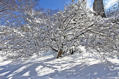 zăpadă, iarnă, copac, parc, New York, oraș, manhattan, temperatura rece, plantă, frumusețe în natură, culoare alba, natură, îngheţat, o scenă liniștită, zi, scenice - natura, liniște, ramură, nici o persoana, acoperire, teren, lumina soarelui, mediu inconjurator, în aer liber, un munte acoperit de zăpadă, Brad, conifer, 1080P, CC0, domeniu public, fără drepturi de autor