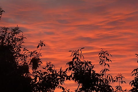 lever du soleil, des nuages, Aube, branches, arbre, ombres, paysage, été, contraste, rouge, des roses, des stries, le coucher du soleil, ciel, nuage - ciel, couleur orange, silhouette, beauté dans la nature, plante, paysages - nature, tranquillité, scène tranquille, croissance, la nature, personne, climat tropical, idyllique, palmier, scène non urbaine, ciel dramatique, en plein air, ciel romantique, cocotier, 1080P, CC0, domaine public, libre de droits