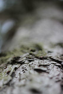 Kora drzewa, sosna, drzewo, plemię, log, Natura, zbliżenie, tła, makro, brązowy, selektywne skupienie, żadnych ludzi, teksturowane, roślina, mech, solidny, dzień, pełna ramka, poziom powierzchni, rock - obiekt, na dworze, szorstki, skała, jedzenie, wzór, jedzenie i picie, 5K, CC0, domena publiczna, darmowe zdjęcia