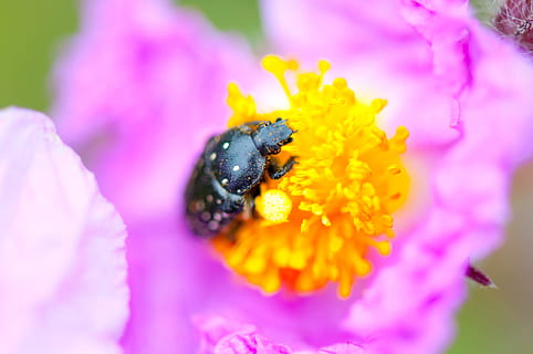 insekt, blomst, lyserød, pinky, sort, dyr, bille, farve, fauna, gul, makro, tæt på, natur, sommer, blomstre, levende, plante, forår, skønhed i naturen, kronblad, udendørs, bi, dyr i naturen, et dyr, dyre temaer, blomstrende plante, hvirvelløse, blomsterhoved, dyreliv, sårbarhed, skrøbelighed, blomsterstand, friskhed, vækst, bestøvning, pollen, humlebi, ingen mennesker, lilla, 4K, CC0, offentligt domæne, royaltyfrie