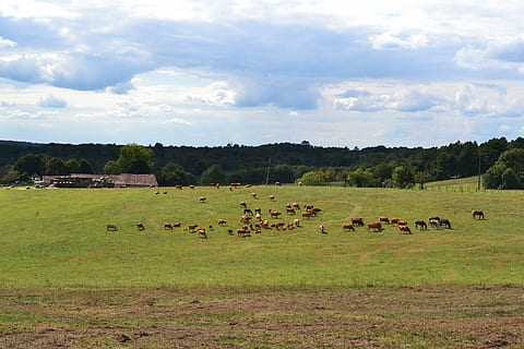 felter, flok, køer, heste, Mark, gård, landbrug, kvæg, natur, prærie, græs, præ, dordogne, Frankrig, dyr, pattedyr, husdyr, gruppe af dyr, sky - himmel, stor gruppe dyr, plante, dyre temaer, jord, himmel, landskab, miljø, hvirveldyr, græsning, ingen mennesker, planteædende, 4K, CC0, offentligt domæne, royaltyfrie