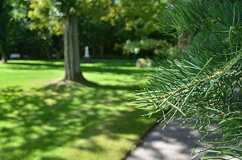 fyrretræ, grannåle, nåle, makro, træ, pige fyr, fyrgren, flora, botanik, plante, grøn farve, vækst, natur, skønhed i naturen, dag, fokus på forgrunden, ingen mennesker, ro, udendørs, tæt på, græs, parkere, sollys, jord, park - mand skabt plads, blad, plante del, scenics - natur, nåletræ, 4K, CC0, offentligt domæne, royaltyfrie