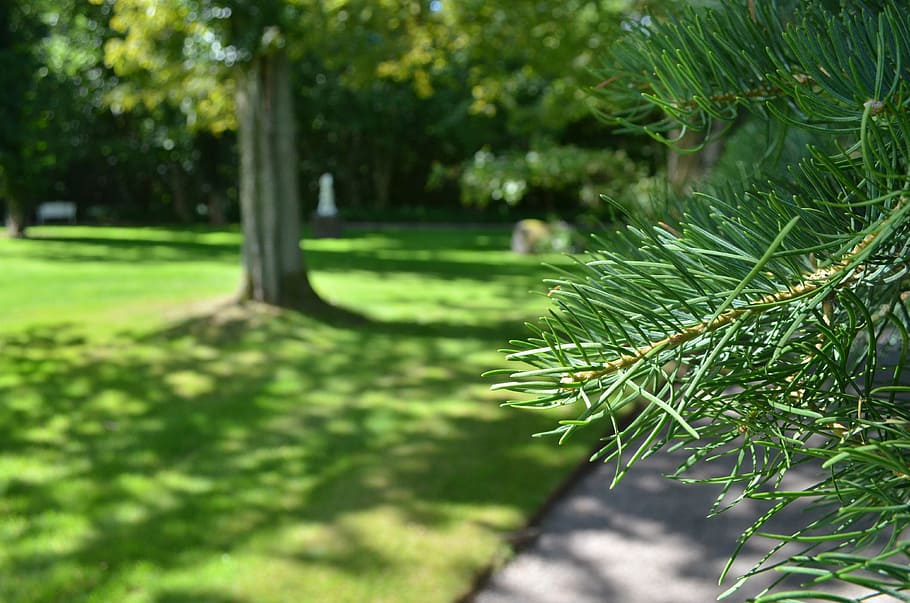 fyrretræ, grannåle, nåle, makro, træ, pige fyr, fyrgren, flora, botanik, plante, grøn farve, vækst, natur, skønhed i naturen, dag, fokus på forgrunden, ingen mennesker, ro, udendørs, tæt på, græs, parkere, sollys, jord, park - mand skabt plads, blad, plante del, scenics - natur, nåletræ, 4K
