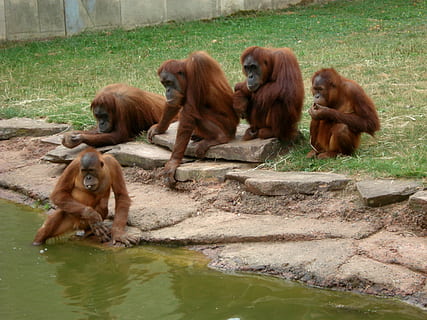 penki, beždžionių, kūnas, vanduo, zoologijos sodas, beždžionė, gyvūnams, vienuolis, linksma, orangutanas, gyvūnų grupė, žinduolių, gyvūnų temos, gyvūnų gyvūnija, gyvūnas, primatas, beždžionės, sėdi, stuburiniai, jaunas gyvūnas, nėra žmonių, pobūdį, dieną, gyvūnų šeima, bendrumas, lauke, 2K, CC0, Viešasis domenas, nemokamai