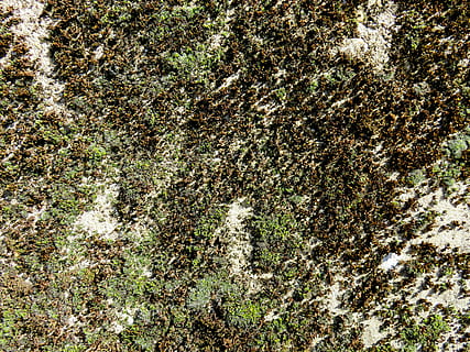 Textur, Hintergrund, Wand, Gips, Struktur, weben, Fassade, verwittert, alt, Vollbild, Natur, Hintergründe, abstrakt, texturiert, draußen, keine Leute, Wachstum, Tag, Nahansicht, Pflanze, grüne Farbe, Land, High Angle View, Baum, Schönheit in der Natur, Ruhe, Moos, Rock, Wald, direkt darüber, 5K, CC0, gemeinfrei, lizenzfrei