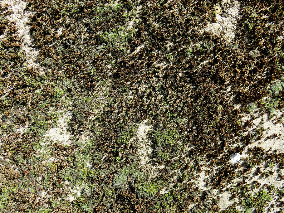 Textur, Hintergrund, Wand, Gips, Struktur, weben, Fassade, verwittert, alt, Vollbild, Natur, Hintergründe, abstrakt, texturiert, draußen, keine Leute, Wachstum, Tag, Nahansicht, Pflanze, grüne Farbe, Land, High Angle View, Baum, Schönheit in der Natur, Ruhe, Moos, Rock, Wald, direkt darüber, 5K