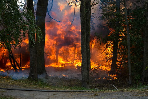 ild, hed, træer, brænde, stuvning, flamme, træ, flammende, rød, brand - naturligt fænomen, brænding, varme - temperatur, plante, røg - fysisk struktur, natur, Skov, skovbrand, jord, orange farve, miljø, ingen mennesker, ødelæggelse, ulykker og katastrofer, miljøspørgsmål, skønhed i naturen, bagagerum, 5K, CC0, offentligt domæne, royaltyfrie