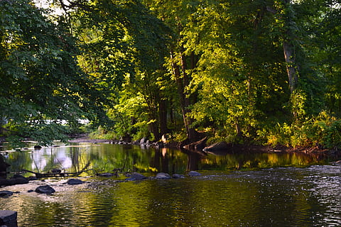 river, sun, trees, forest, tranquil, nature, water, landscape, summer, outdoor, sunset, tree, sunlight, green, scenic, light, natural, scenery, stream, environment, park, plant, beauty in nature, tranquility, scenics - nature, lake, growth, tranquil scene, reflection, green color, no people, day, land, idyllic, non-urban scene, waterfront, outdoors, flowing, flowing water, 4K, CC0, public domain, royalty free