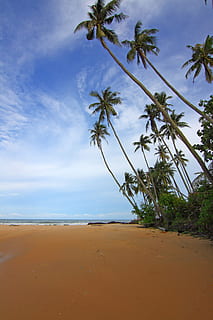 beach, clouds, coconut trees, daylight, idyllic, island, landsape, landscape, nature, ocean, outdoors, palm, sand, sea, seashore, sky, summer, sun, sunset, travel, trees, tropical, vacation, water, coastline, land, beauty in nature, scenics - nature, tree, cloud - sky, tropical climate, plant, palm tree, horizon over water, tranquility, tranquil scene, horizon, day, no people, coconut palm tree, 2K, CC0, public domain, royalty free