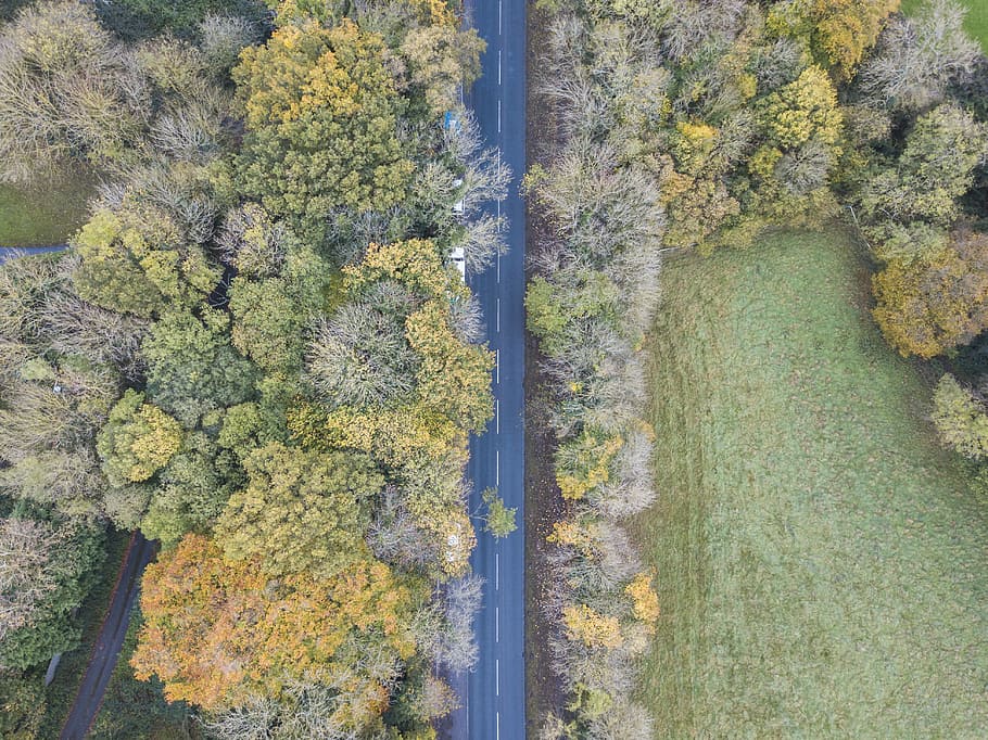 ptak, zdjęcie, Zielony, żółty, drzewa, Droga, las, prosta droga, roślina, drzewo, wzrost, dzień, piękno natury, żadnych ludzi, Natura, jesień, spokój, spokojna scena, zielony kolor, zmiana, wylądować, wysoki kąt widzenia, scenics - natura, scena pozamiejska, woda, na dworze, 4K