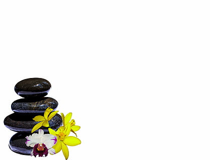 emorroidi, nero, pietre, orchidee, composizione, girato in studio, sfondo bianco, fiore, copia spazio, pianta fiorita, in casa, nessuno, pianta, natura morta, bellezza nella natura, freschezza, natura, avvicinamento, giallo, petalo, fragilità, ritagliare, infiorescenza, vulnerabilità, testa di fiore, viola, ciottolo, 4K, CC0, dominio pubblico, privo di copyright
