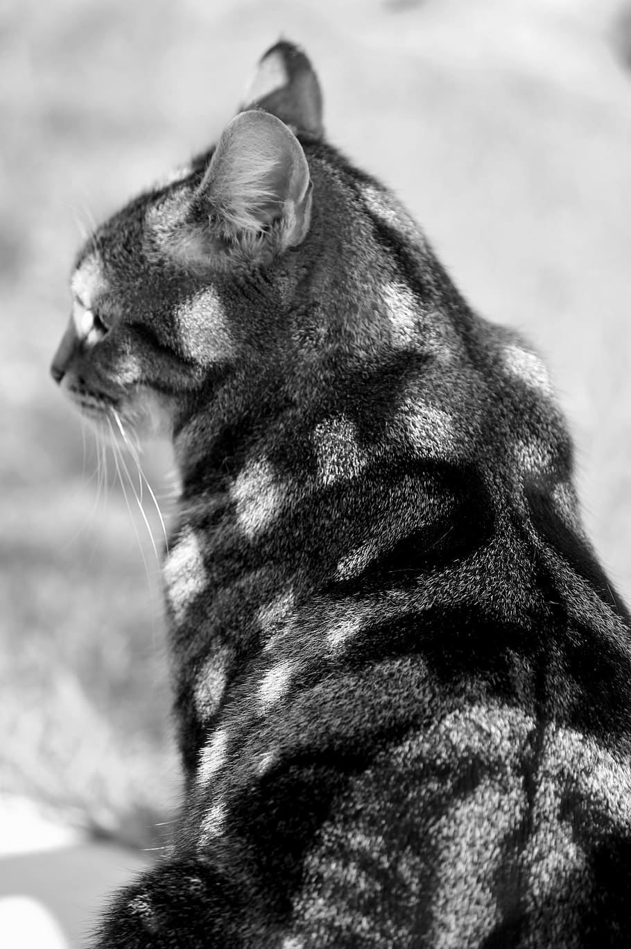 tonuri de gri, pisică, blană, tabla de șah, model, umbră, joc de umbre, pătrat, animal de companie, soare, somnoros, fata de pisica, animal, fotografie din fauna salbatica, drăguţ, Mieze, pisica domestica, leneş, macrou, după-amiază soare, odihnă, un animal, mamifer, animale sălbatice, animale în sălbăticie, animale vertebrate, nici o persoana, să se concentreze asupra primelor elemente, zi, in cautarea, uitându-se departe, a închide, natură, felin, animale domestice, animale de companie, relaxare, vizualizare profil, mustăţi, 5K