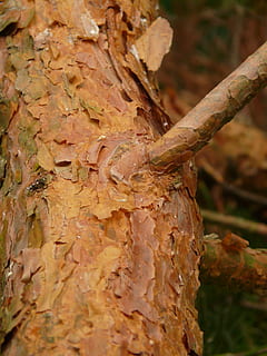 bark, pine, red, tree, branch, wood, tree trunk, trunk, plant, textured, close-up, focus on foreground, nature, no people, day, selective focus, growth, brown, outdoors, rough, wood - material, plant bark, land, pattern, beauty in nature, lichen, 2K, CC0, public domain, royalty free
