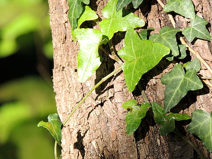 hiedra, trepador, corteza de árbol, bosque, árbol, ladrar, tronco de arbol, color verde, hoja, de cerca, planta, parte de la planta, crecimiento, el maletero, naturaleza, día, centrarse en primer plano, nadie, animales en la naturaleza, temas de animales, fauna animal, animal, al aire libre, un animal, luz del sol, hojas, 4K, CC0, dominio público, libre de derechos