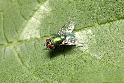 flyve, myg, insekt, makro, dyr, tæt, vinge, angescheint, sommer, lys, natur, lyspunkter, have, husdyr, blad, grøn, øjne, dyre temaer, dyreliv, et dyr, hvirvelløse, dyr i naturen, plante del, dyrefløj, grøn farve, tæt på, dag, ingen mennesker, flue, udendørs, plante, skønhed i naturen, dyr øje, 4K, CC0, offentligt domæne, royaltyfrie