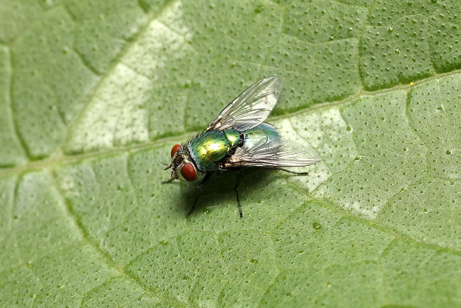 volar, mosquit, insecte, macro, animal, tancar, ala, angescheint, estiu, llum, naturalesa, punts de llum, jardí, bestiar, full, verd, ulls, temes d'animals, fauna animal, un animal, invertebrat, animals a la natura, part de la planta, ala dels animals, color verd, primer pla, dia, cap gent, mosca domèstica, a l'aire lliure, planta, bellesa a la natura, ull d’animals, 4K
