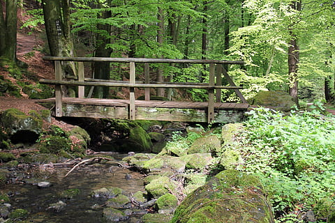 tre, bro, omgitt, trær, dagtid, skog, bach, web, sølv bekk, vann, vann løpende, Leopold, natur, utendørs, landskap, gangsti, scenics, tre - materiale, grønn farge, anlegg, vekst, ingen folk, land, dag, ro, skjønnhet i naturen, rolig scene, bygget struktur, ikke-urbane scene, stein, fast, arkitektur, bro - menneskeskapte struktur, gangbru, rennende vann, strømmer, 5K, CC0, offentlig domene, opphavsrett gratis