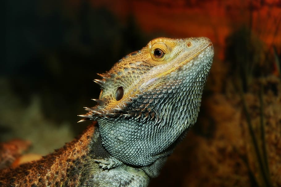 llangardaix, mascota, drac, barbut, temes d'animals, un animal, animal, fauna animal, vertebrats, animals a la natura, primer pla, rèptil, part del cos dels animals, centrar-se en primer pla, cap d’animals, cap gent, drac barbut, naturalesa, mirant, dia, a l'aire lliure, vista lateral, mascotes, vista del perfil, iguana, ull d’animals, escala d’animals, 1080P