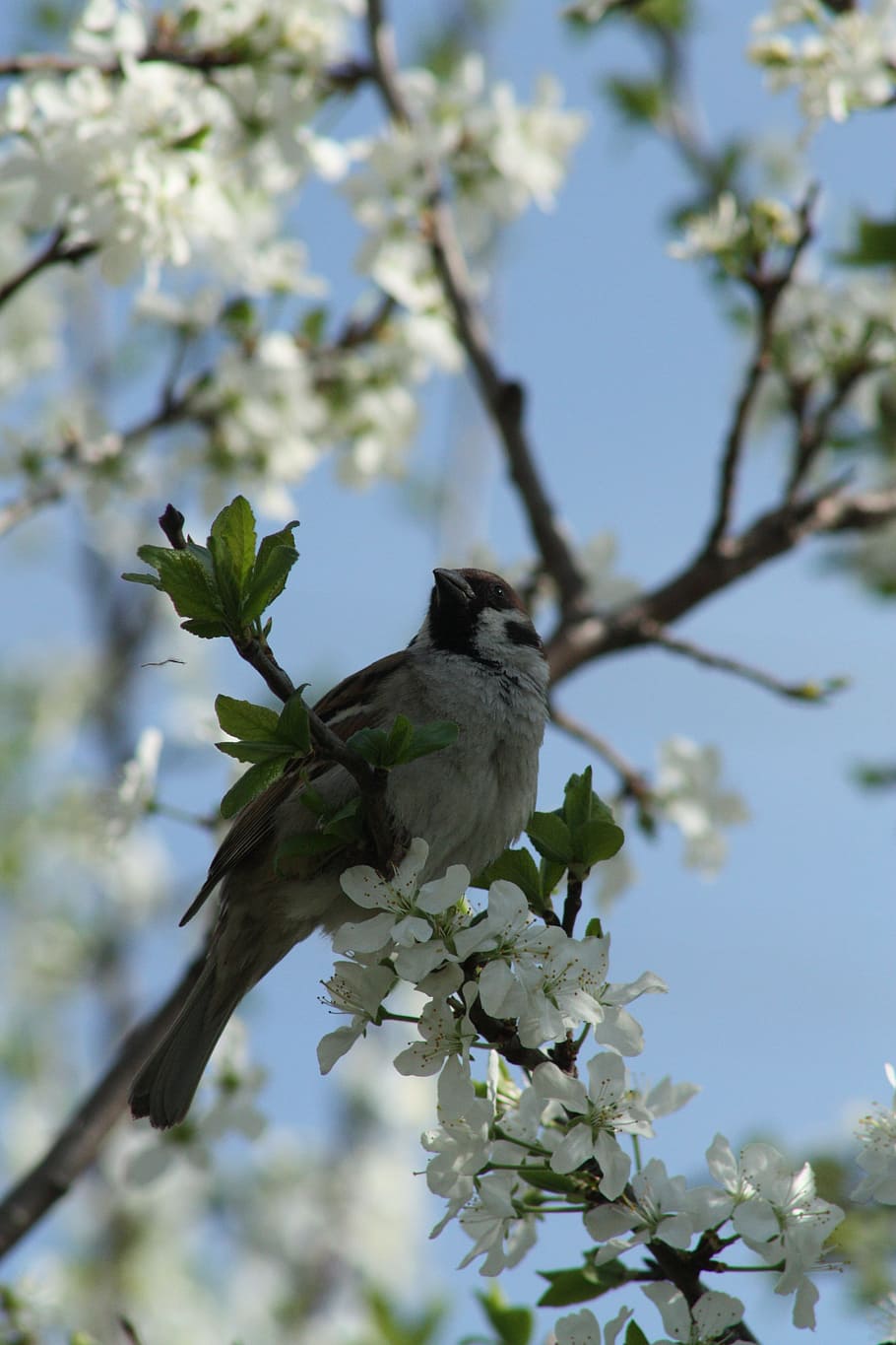 primavera, blanc, florir, naturalesa, pomera, fulles, natur, naturalesa viva, poble, arbres, paisatge, casa d'aus, pardal, ocell, ocells, planta, temes d'animals, arbre, un animal, fauna animal, animal, branca, posat, vertebrats, animals a la natura, flor, planta amb flors, vista d’angle baix, creixement, bellesa a la natura, dia, fragilitat, cap gent, a l'aire lliure, flor de cirerer, cirerer, 4K