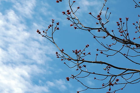 naturalesa, primavera, arbre, brollar, cel, vista d’angle baix, branca, bellesa a la natura, planta, núvol - cel, creixement, flor, planta amb flors, dia, cap gent, fragilitat, frescor, tranquil·litat, a l'aire lliure, blau, flor de cirerer, 5K, CC0, domini públic, lliure de regalies