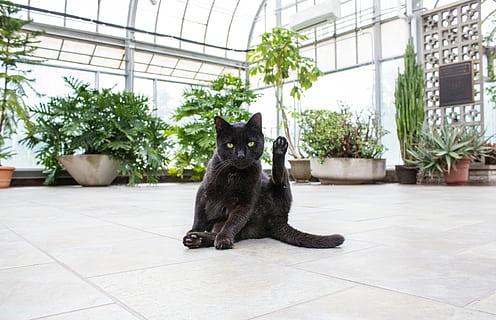 kurz beschichtet, schwarz, Katze sitzt, Fliese, Pflanzen, Gebäude, Struktur, Fußboden, Katze, Kätzchen, Haustier, Tier, Grün, Blume, Säugetier, inländisch, Haustiere, Pflanze, ein Tier, Hauskatze, katzenartig, Sitzung, Topfpflanze, schwarze Farbe, drinnen, keine Leute, Porträt, Kamera betrachten, Wirbeltier, Fliesenboden, 4K, CC0, gemeinfrei, lizenzfrei