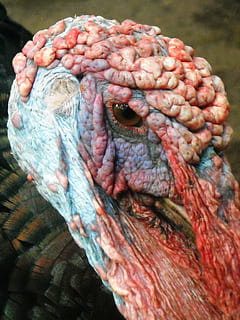 cabeça, frango, Peru, machos, aves domésticas, temas animais, animal, um animal, vertebrado, fechar-se, parte do corpo animal, animais selvagens, cabeça de animal, animais em estado selvagem, pássaro, mamífero, animais domésticos, pecuária, dia, ninguém, doméstico, pets, peru - ave, focar em primeiro plano, natureza, olho animal, pescoço de animal, 2K, CC0, domínio público, royalty free
