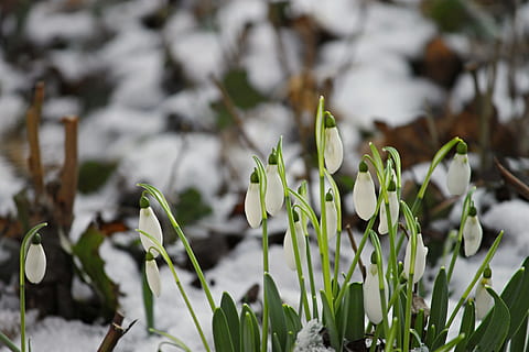 superficial, concentra, verde, leafed, plantă, ghiocel, zăpadă, rece, primăvară, semne de primăvară, devreme, alb, natură, snowdrop spring, floare, flori, pădure, flori de primăvară, floare albă, primavara clopotei, a inflori, închide, creştere, frumusețe în natură, vulnerabilitate, să se concentreze asupra primelor elemente, Culoarea verde, planta cu flori, fragilitate, a închide, prospeţime, nici o persoana, parte a plantelor, frunze, iarnă, zi, temperatura rece, în aer liber, cap de floare, 4K, CC0, domeniu public, fără drepturi de autor