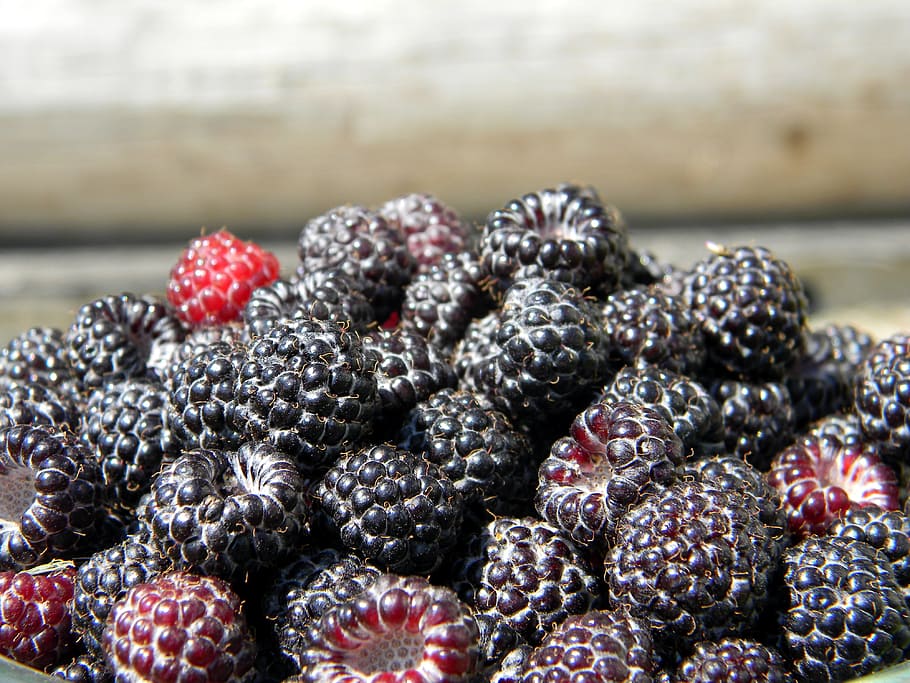 gerds, gerd negre, gerds madurs, baia, baies negres, collita, baies d'un gerds, macro, vitamina, nutrició, postres, dolç, orgànic, estiu, madur, vegetarià, brillant, menjar, fruita, menjar i beguda, alimentació saludable, fruites de baies, mora - fruita, frescor, benestar, primer pla, gran grup d'objectes, abundància, cap gent, dia, a l'aire lliure, centrar-se en primer pla, naturalesa, enfocament selectiu, Munt, natura morta, 4K