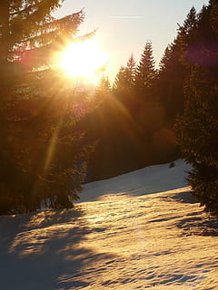 la neve, inverno, invernale, luce posteriore, d'oro, sole, albero, foresta, paesaggio, freddo, nevoso, romanza, amore, brama, pianta, bellezza nella natura, luce del sole, cielo, la tranquillità, natura, tramonto, nessuno, scenics - natura, scena tranquilla, raggio di sole, crescita, riflesso lente, scena non urbana, terra, all'aperto, luminosa, albero di conifere, 2K, CC0, dominio pubblico, privo di copyright