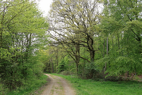 bosc, arbre, lluny, Camí, naturalesa, camí forestal, parc, planta, cap gent, paisatge, creixement, bellesa a la natura, el camí a seguir, direcció, tranquil·litat, color verd, sendera, terra, carretera, escena tranquil·la, escenics - natura, dia, escena no urbana, fullatge, a l'aire lliure, perspectiva decreixent, ruta, 5K, CC0, domini públic, lliure de regalies