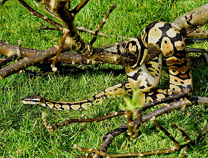 snake, python, ball python, cute, constrictor, boa, beauty, reptile, scale, close, python regius, creature, foraging, non toxic, mouse hunter, animals in the wild, animal wildlife, animal themes, animal, plant, one animal, vertebrate, tree, no people, nature, green color, branch, day, land, close-up, forest, outdoors, poisonous, animal scale, 2K, CC0, public domain, royalty free