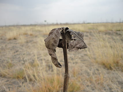 Teak, Dürre, Baum, Wald, Natur, Landschaft, trocknen, Feld, Land, Tierthemen, Tier, Säugetier, keine Leute, Fokus auf den Vordergrund, ein Tier, Tag, Tierwelt, Pflanze, Gras, Tierkörperteil, Himmel, Umgebung, Tiere in freier Wildbahn, Wirbeltier, draußen, pflanzenfressend, 2K, CC0, gemeinfrei, lizenzfrei