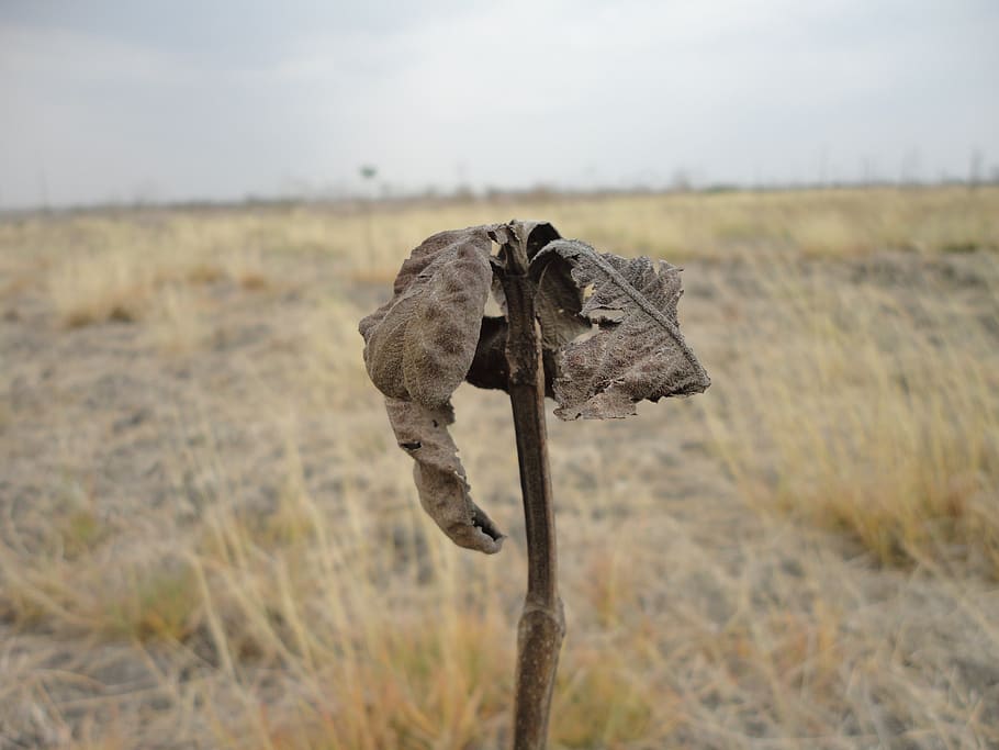 teca, sequera, arbre, bosc, naturalesa, paisatge, assecat, camp, terra, temes d'animals, animal, mamífer, cap gent, centrar-se en primer pla, un animal, dia, fauna animal, planta, herba, part del cos dels animals, cel, medi ambient, animals a la natura, vertebrats, a l'aire lliure, herbívors, 2K