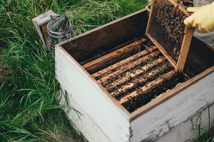 Bienenhaltung, Person, halten, quadratische Wabe, Bienen, Honig, Bienenstock, Arbeitskräfte, Natur, Pflanze, Wachstum, Gras, Tag, High Angle View, Lebensmittel, Container, Box, Imkerei, Biene, Essen und Trinken, Landwirtschaft, Land, Kiste, Feld, Holz - Material, Frische, grüne Farbe, Kasten - Behälter, Gartenarbeit, draußen, 4K
